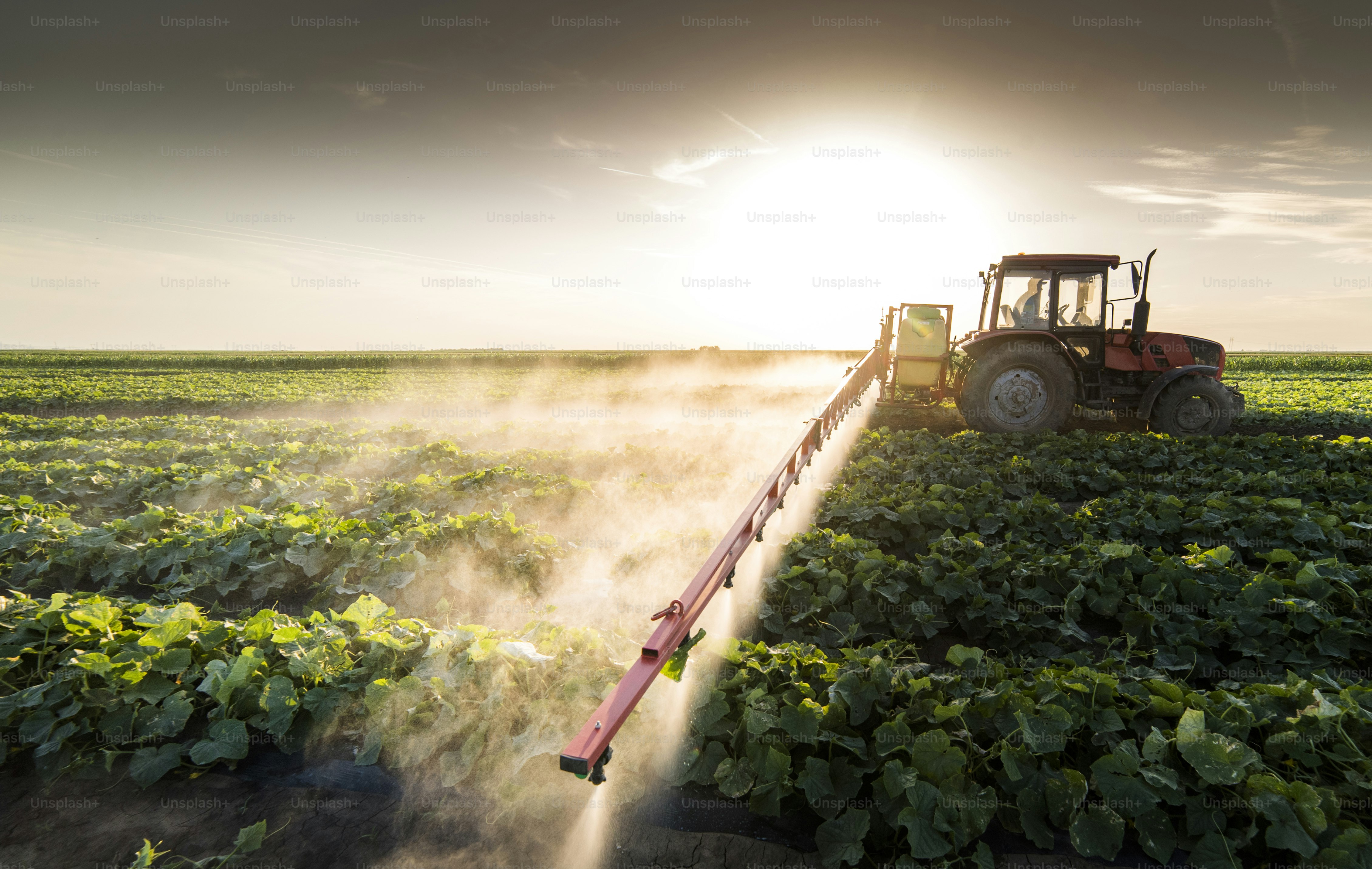Tractor spraying pesticides on vegetable field  with sprayer at spring