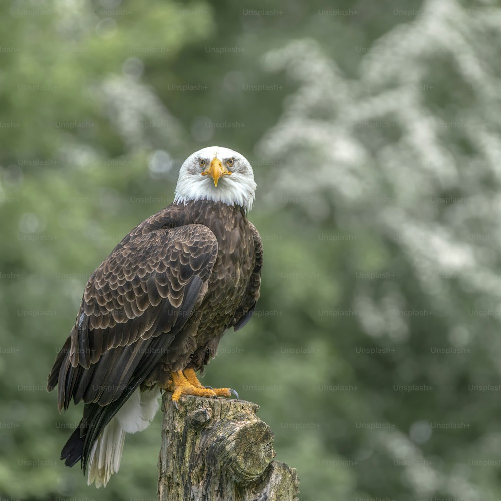 Hermosa y majestuosa águila calva / águila americana (Haliaeetus leucocephalus) en una rama. Fondo bokeh verde. Águila calva del símbolo nacional estadounidense en un día soleado.