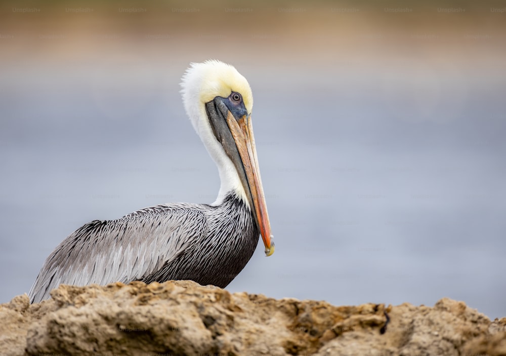 Retrato de pelícano en Florida