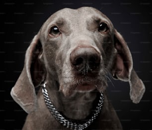 dulce retrato de Weimaraner en un estudio fotográfico