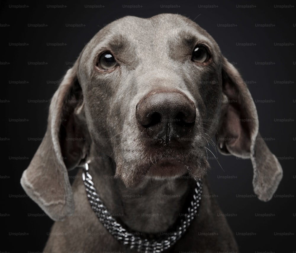 sweet Weimaraner portrait in a  photo studio