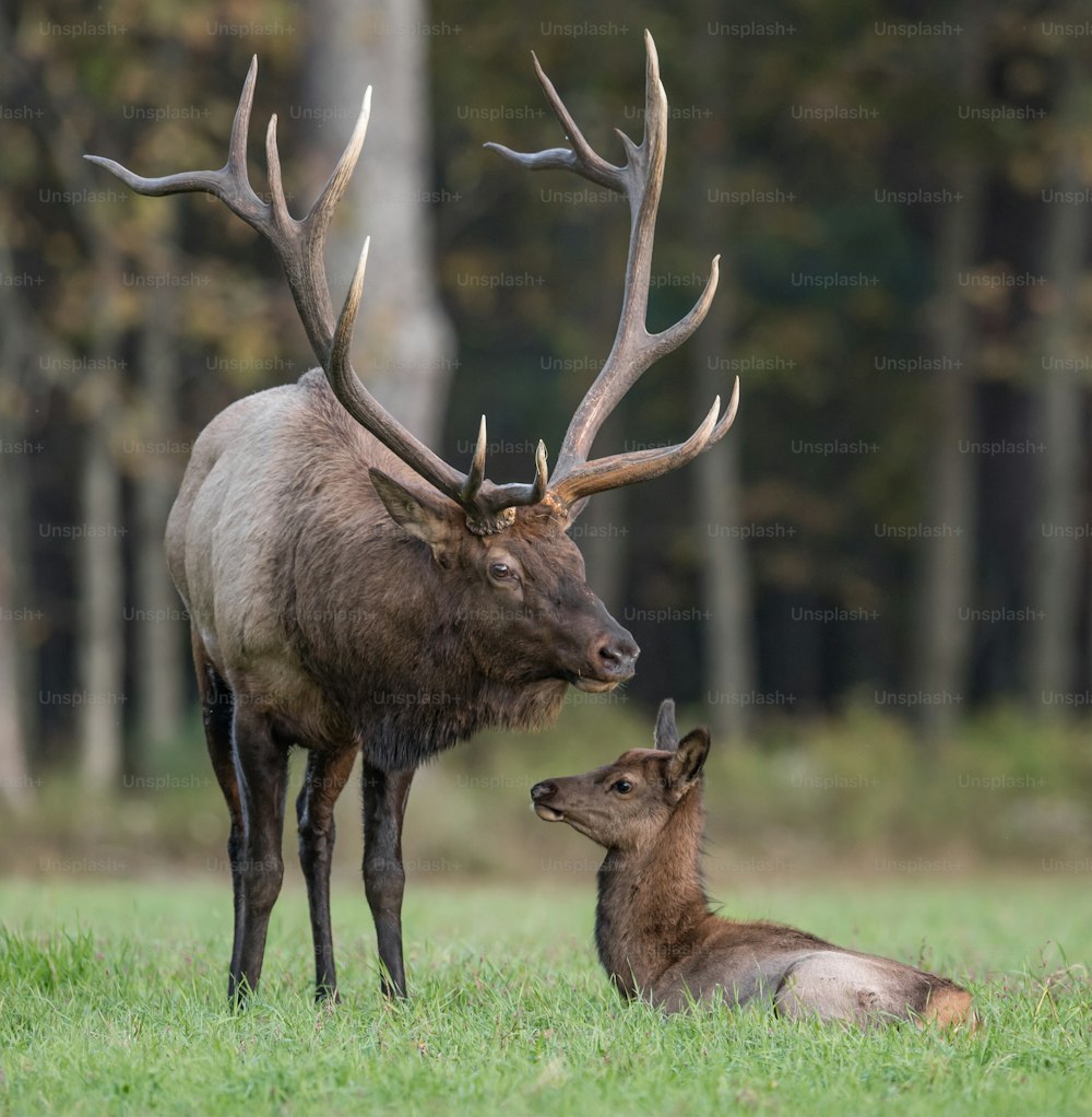 An elk in Pennsylvania