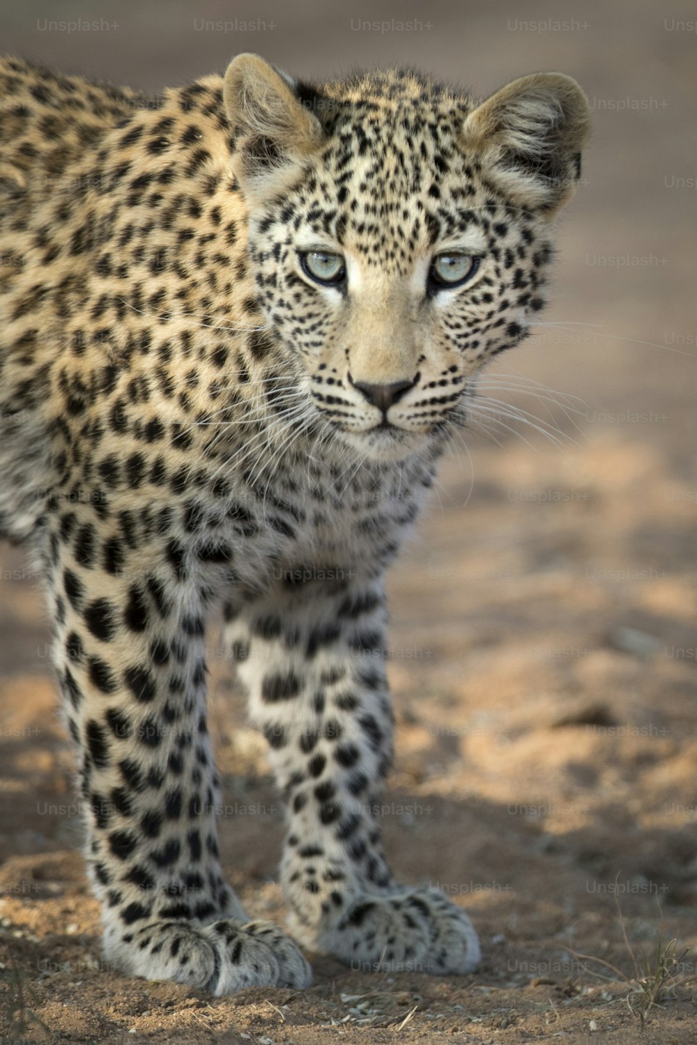 Leopard cub walking in morning light