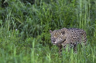 しゃがみこむジャガー。森の中を歩くジャガー。緑の自然の背景。側面図。Panthera onca。自然の生息地。クイアバ川、ブラジル