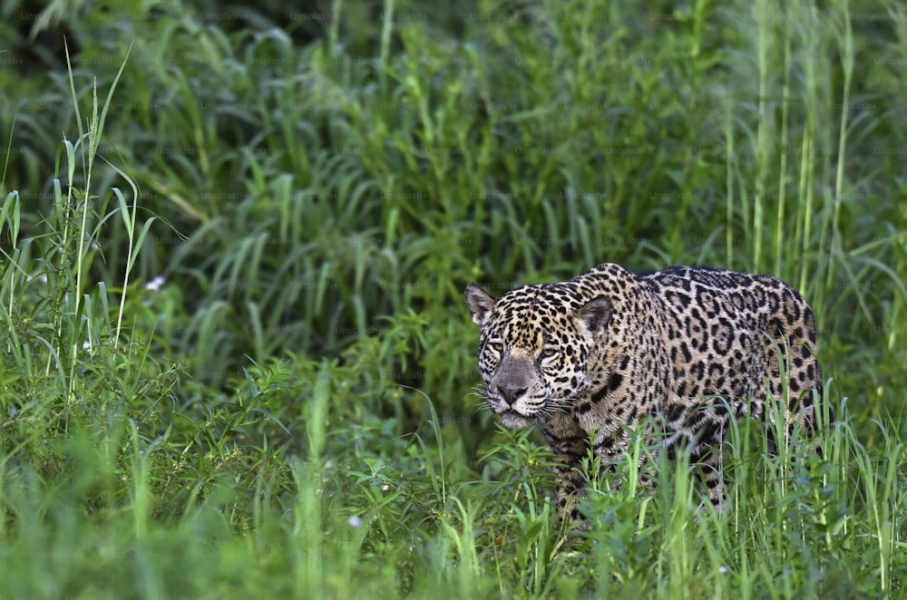 Jaguar agachado. Jaguar caminando por el bosque. Fondo natural verde. Perfil. Panthera onca. Hábitat natural. Río Cuiabá, Brasil