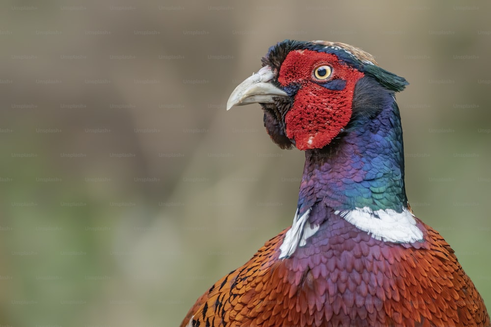 Portrait of a beautiful Ring-necked Pheasant (Phasianus colchicus).