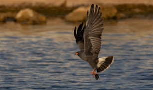 A snail kite in southern Florida