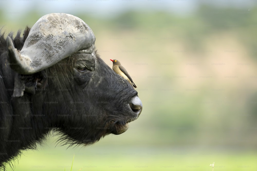 Red billed ox pecker on a buffalo