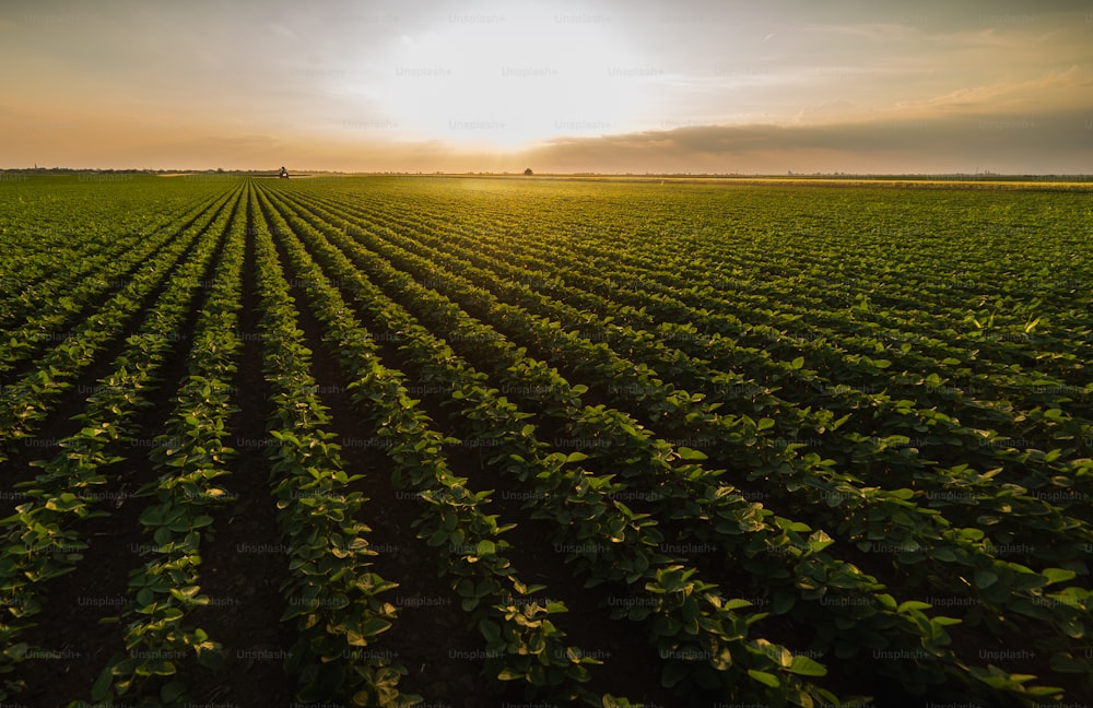 Tractor spraying pesticides on soybean field  with sprayer at spring