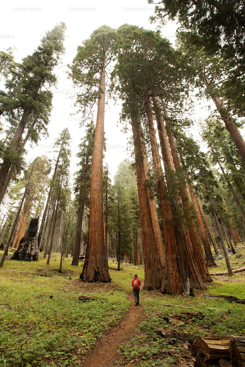 Uomo nel parco nazionale di Sequoia in California, USA