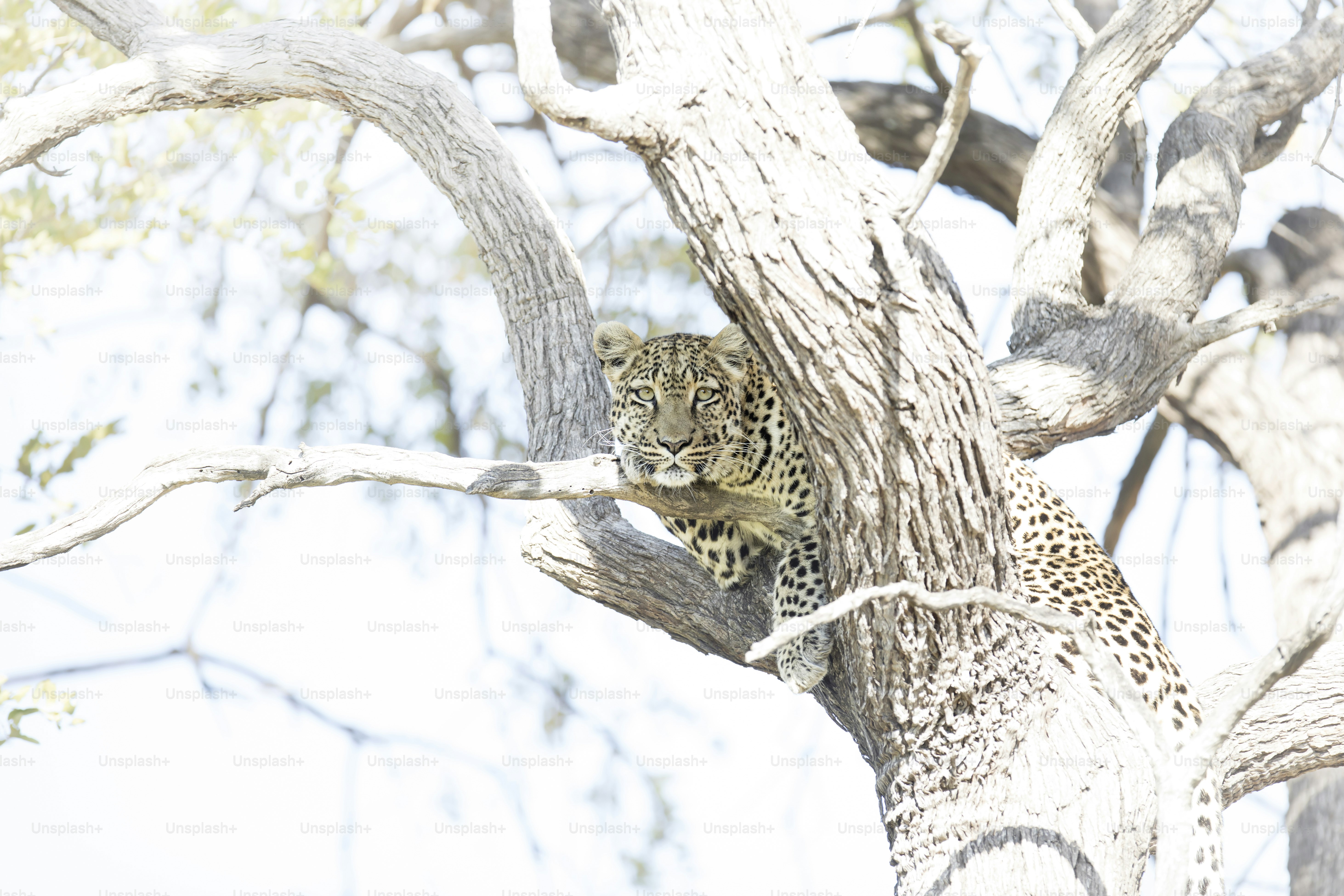 A Leopard in Chobe National Park, Botswana. photo – Africa Image on ...