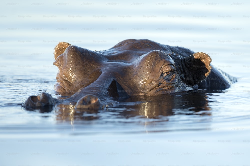 Um hipopótamo no Parque Nacional de Chobe, Botsuana.