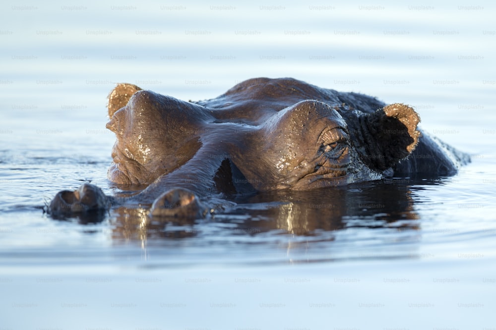 A hippo in Chobe National Park, Botswana.