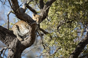 Um leopardo no Parque Nacional de Chobe, Botsuana.