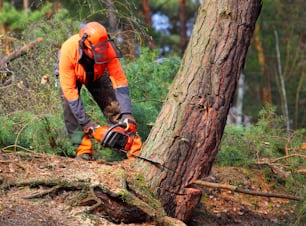 Der Holzfäller bei der Arbeit in einem Wald. Holzernte. Brennholz als erneuerbare Energiequelle. Thema der Holzindustrie. Menschen bei der Arbeit.