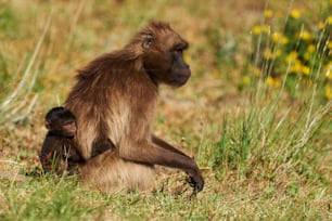 Mother gelada baboon and her small clinging to her back