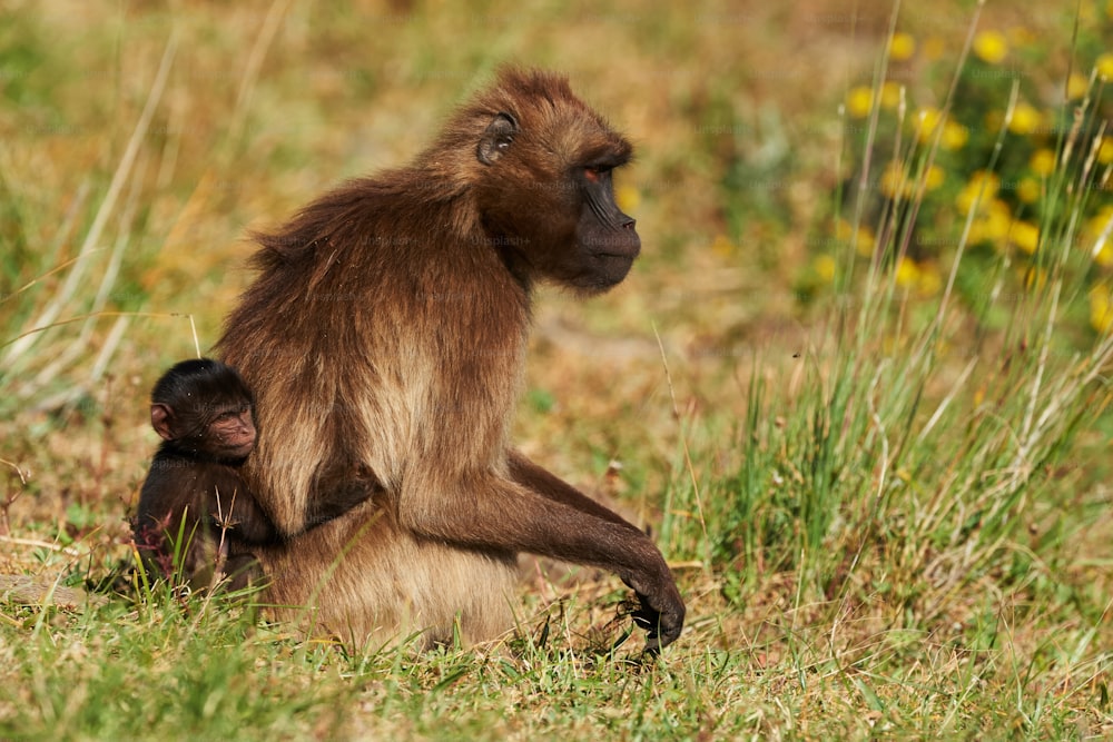 Mother gelada baboon and her small clinging to her back