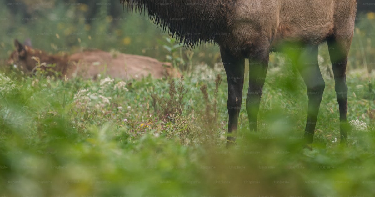 ペンシルベニア州のヘラジカの写真 ヘラジカ Unsplashの写真