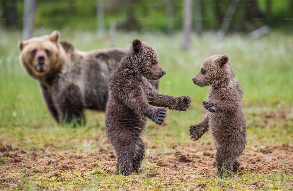 Two cubs play with each other next to the she-bear. Summer. Finland.