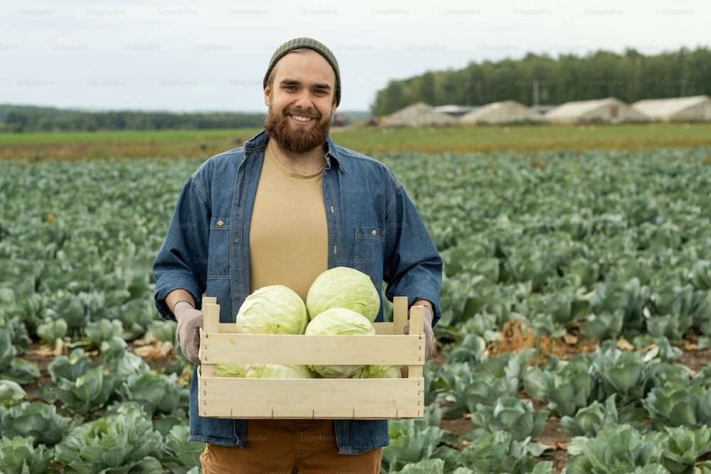 모자와 데님 셔츠를 입은 행복한 젊은 수염 난 남자의 초상화는 큰 농장에 대한 양배추 상자를 들고 있다