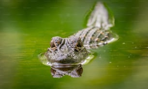Alligator dans le sud de la Floride