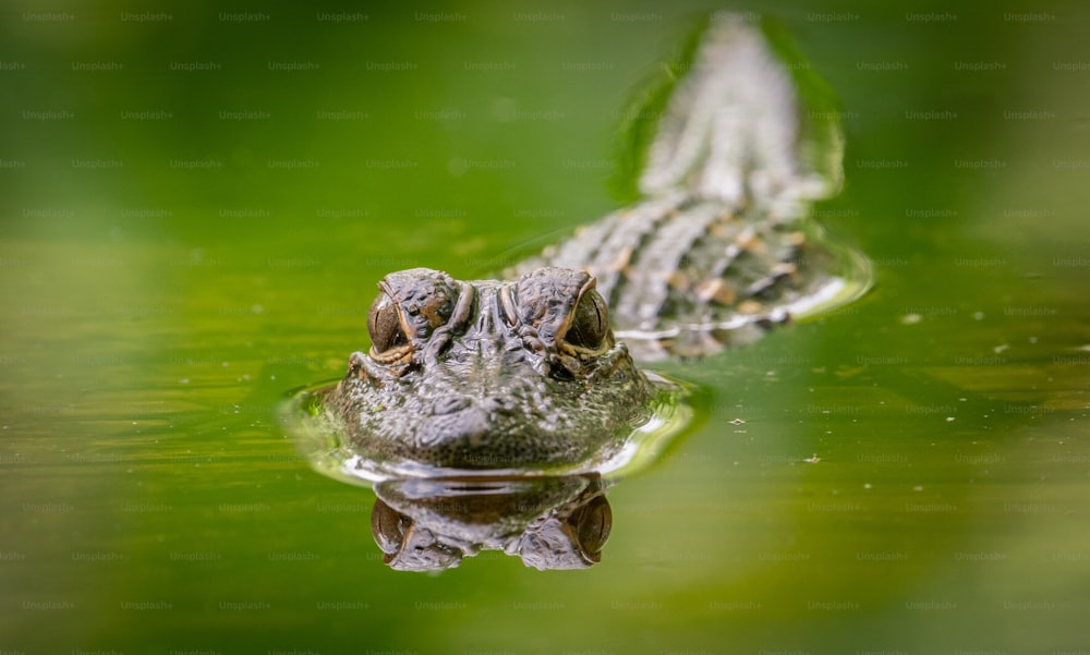 Alligator in southern Florida