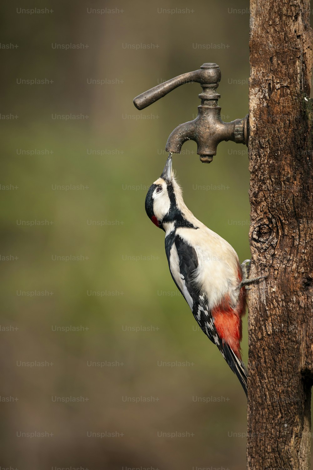 Beautiful image of Leser Spotted Woodepecker Dendrocopos Minor on side of wooden post in Spring sunshine feeding from tap