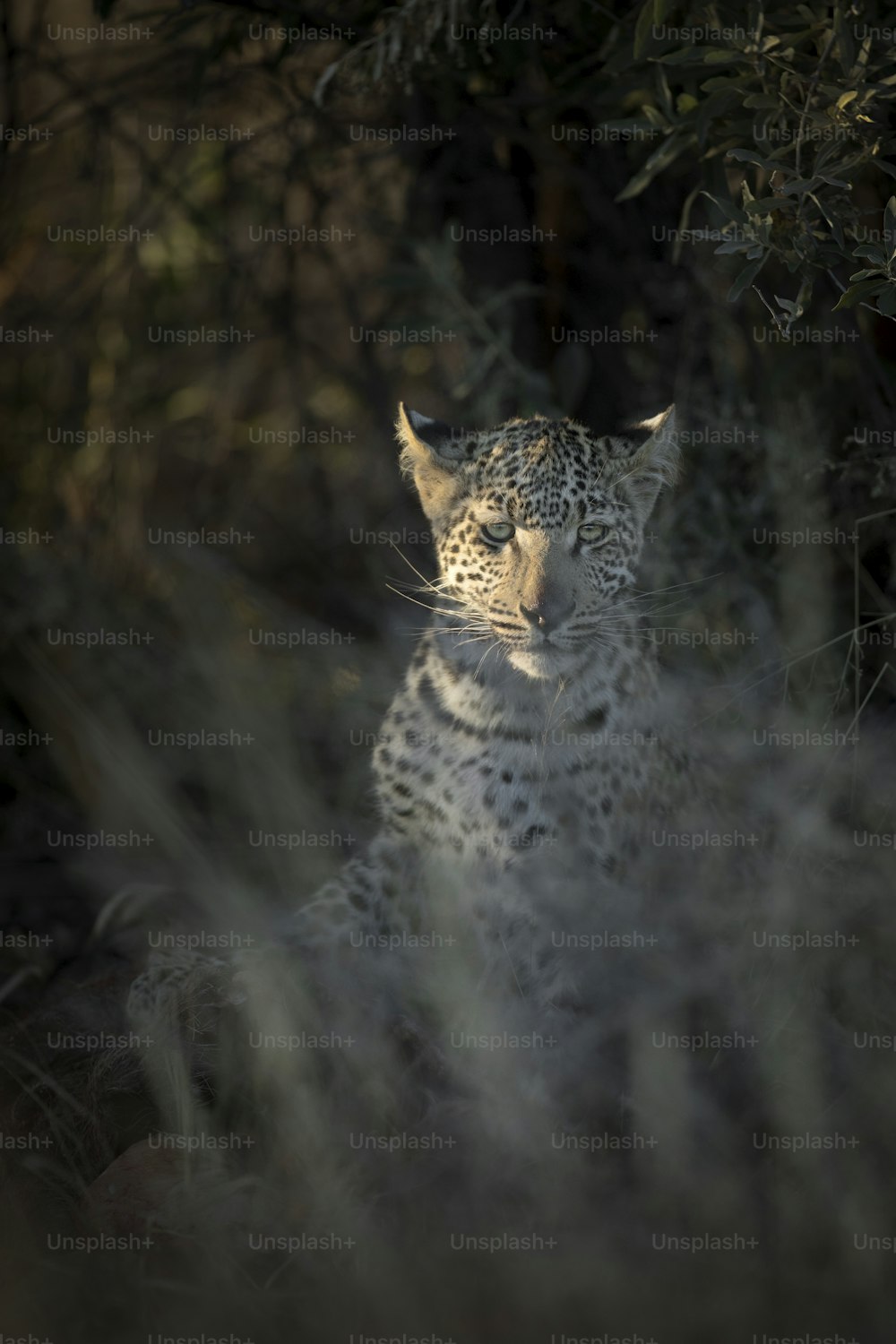 A leopard in the last finger of light