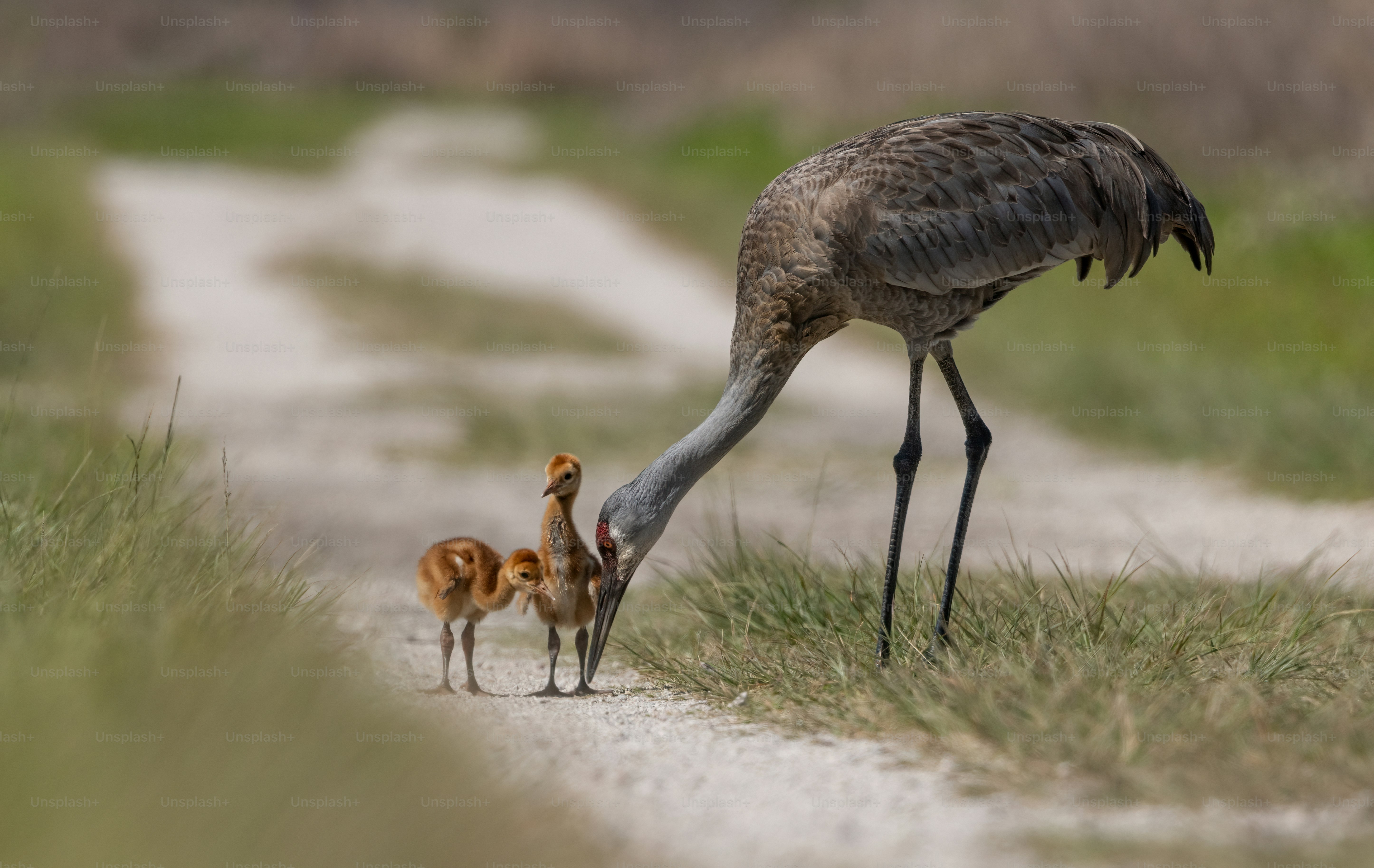 Sandhill crane in southern Florida