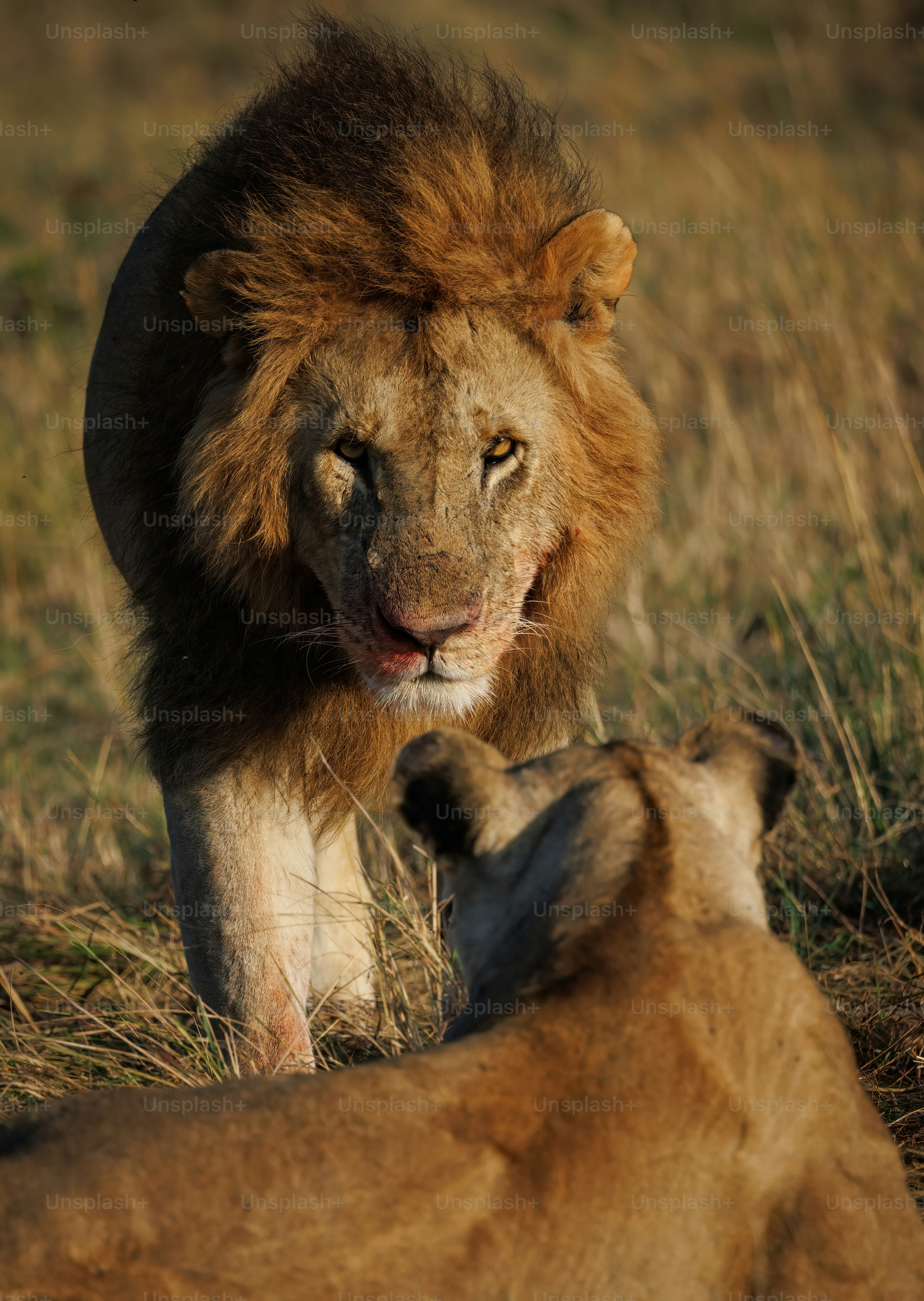 A lion portrait in the Maasai Mara, Africa