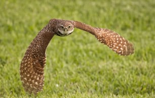 A burrowing Owl in Cape Coral, Florida.