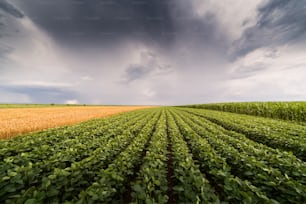 Soybean field ripening at spring season stormy day