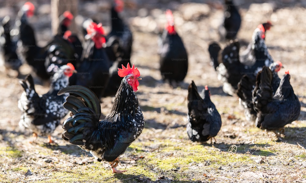 Una bandada de gallinas, pollos y gallos deambulan libremente por un patio