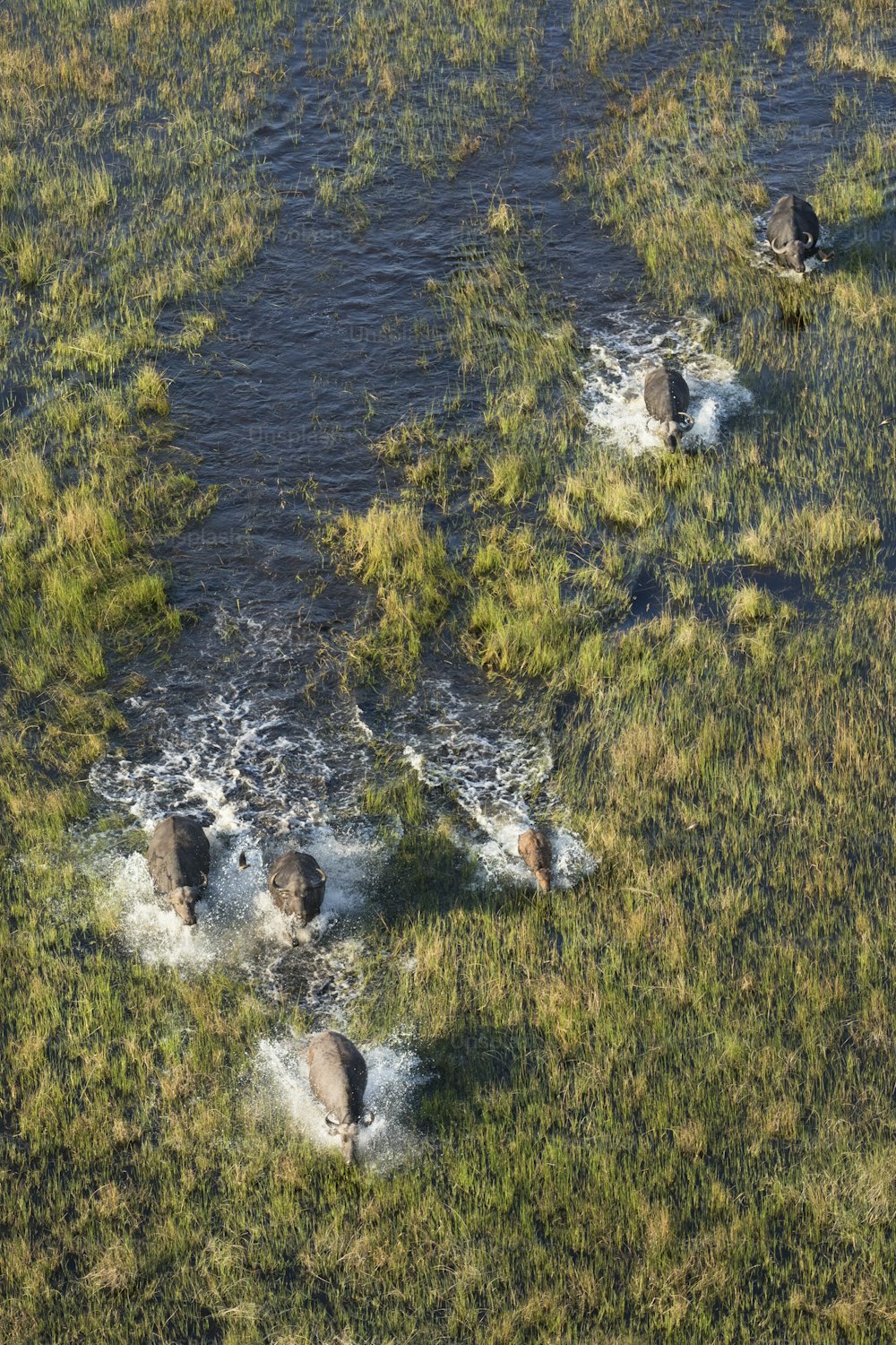 Büffelherde im Okavango Delta