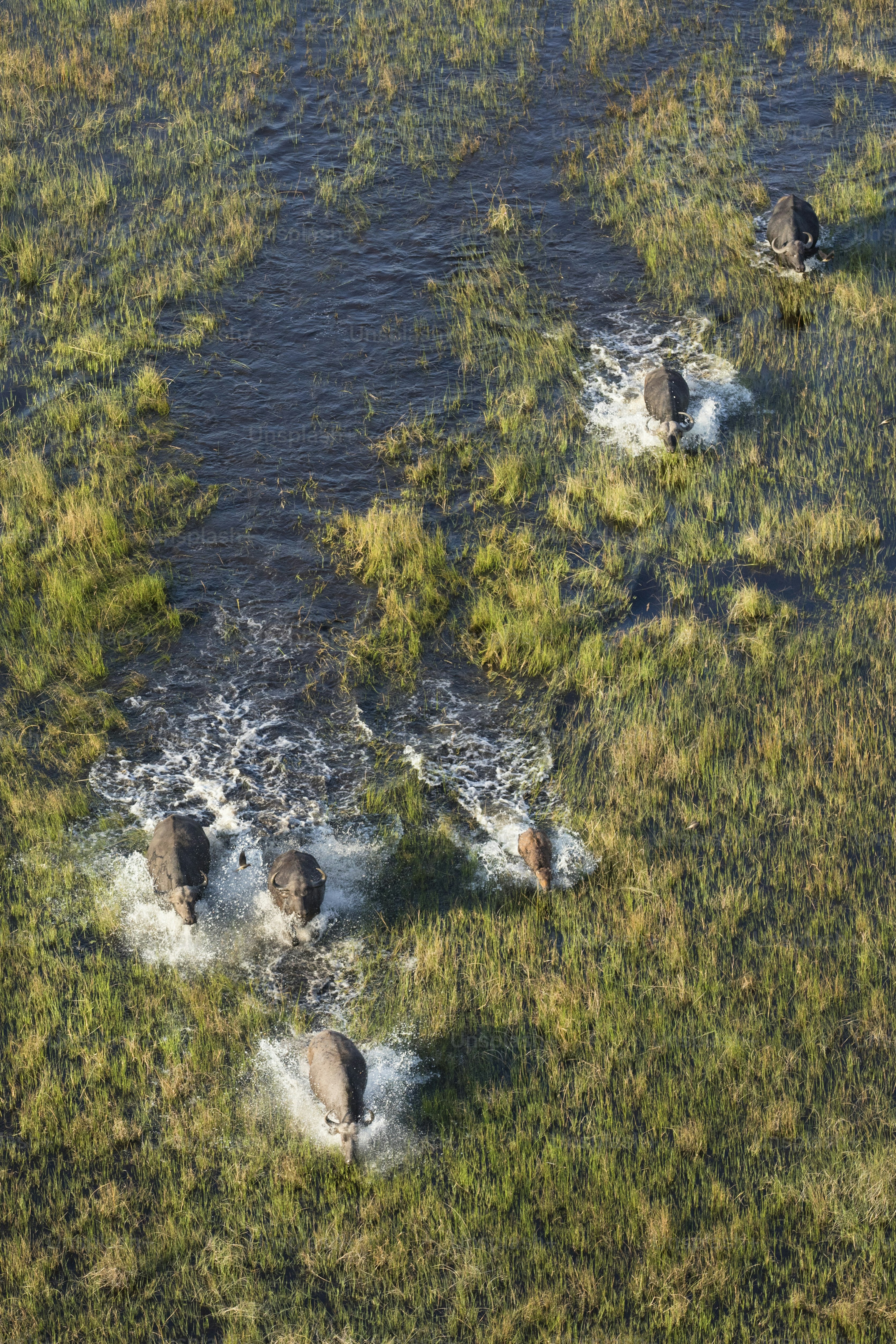 Buffalo herd in the Okavango Delta