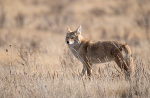 A coyote in Banff, Canada.