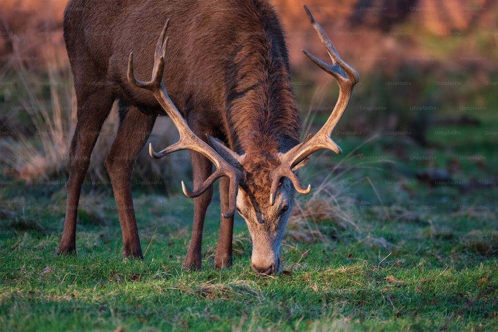 Beautiful portrait of solo red deer stag Cervus Elaphus in golden dawn sunlight in Winter in woodland landscape