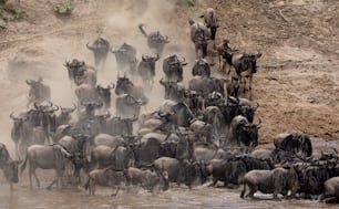 The wildebeest migration in Africa