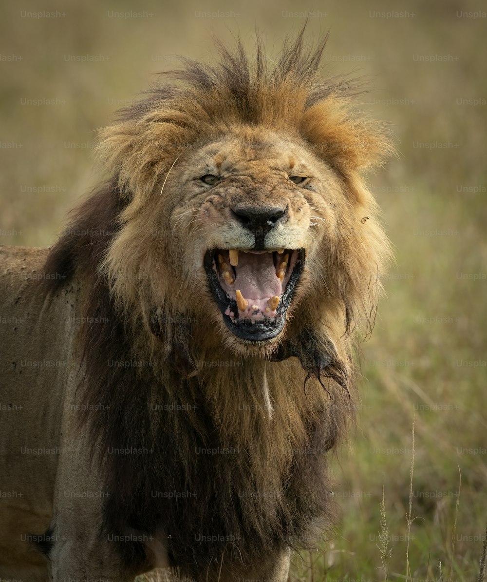 A lion portrait in the Maasai Mara, Africa