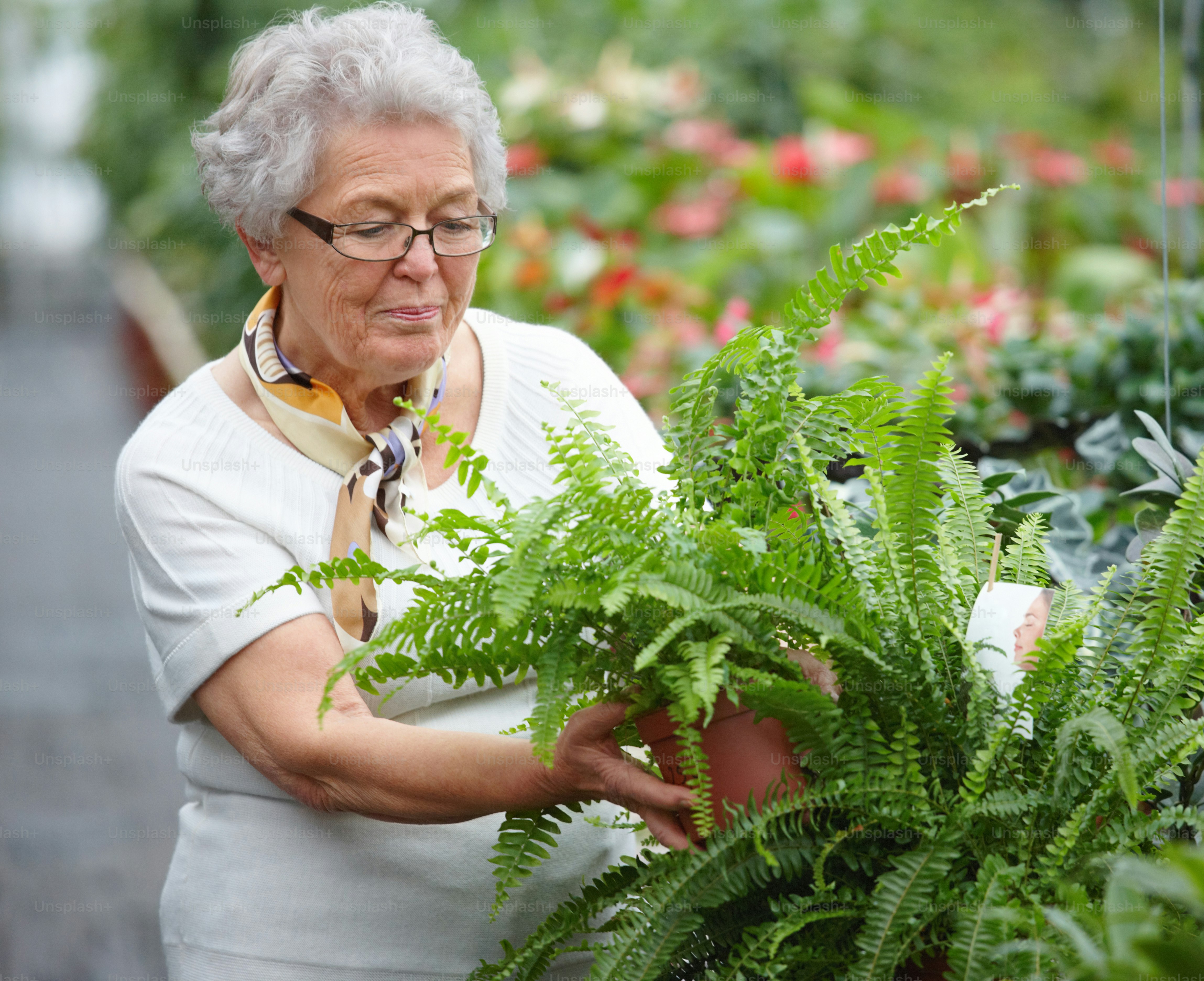 An older woman holding a potted plant in a greenhouse photo – Cheerful ...