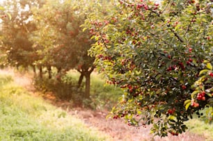 Campos de pomares de cerejeiras maduros