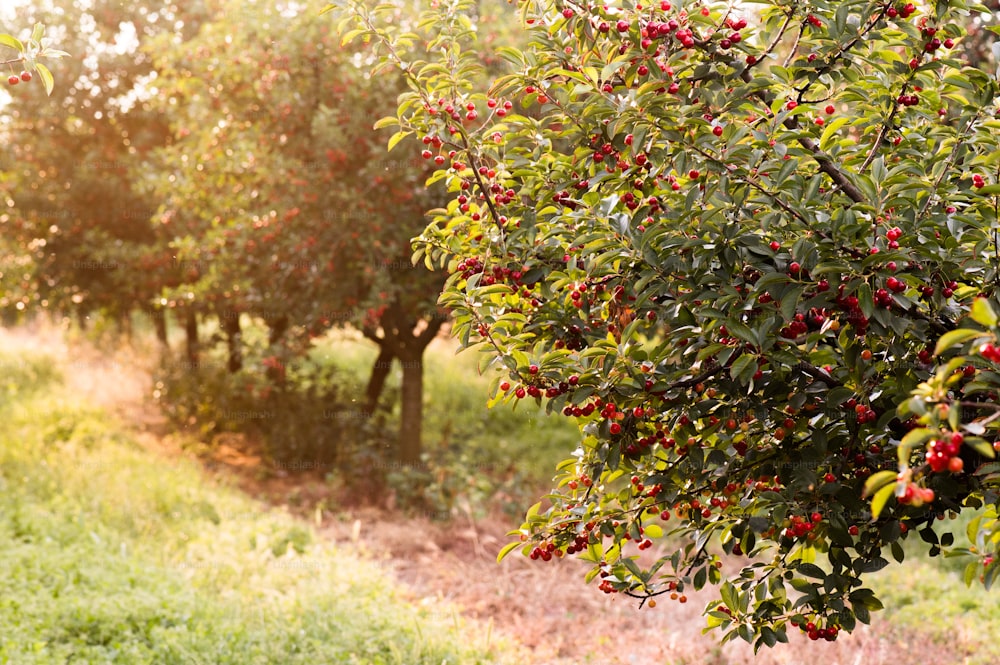 Ripe cherry  orchard fields