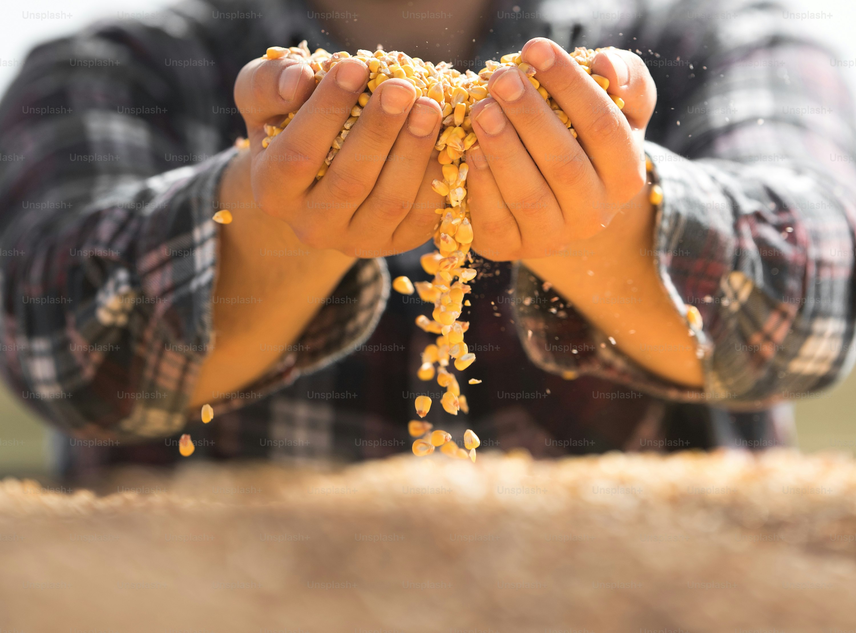 Farmer holding corn grains in his hands