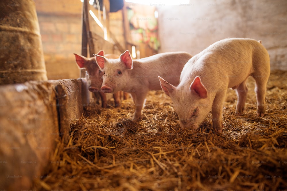 A small piglet in the farm. Swine in a stall. Shallow depth of field.