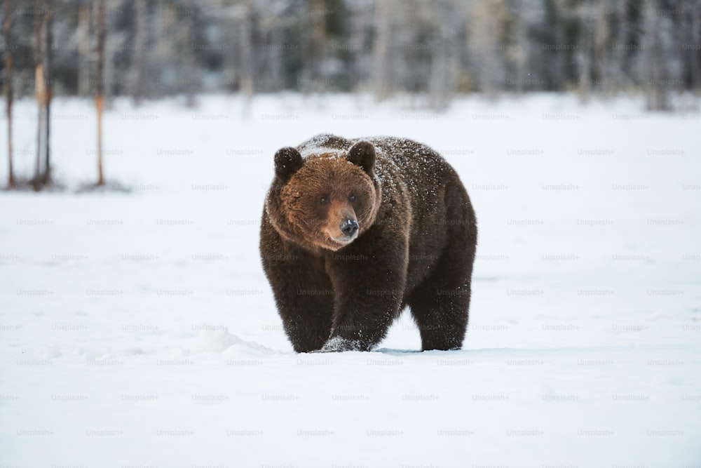 Urso pardo em pé na neve no despertar da primavera