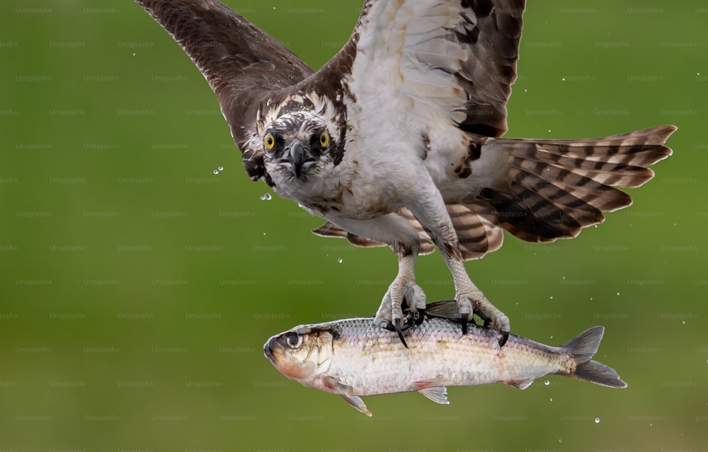 An osprey in Southern Florida