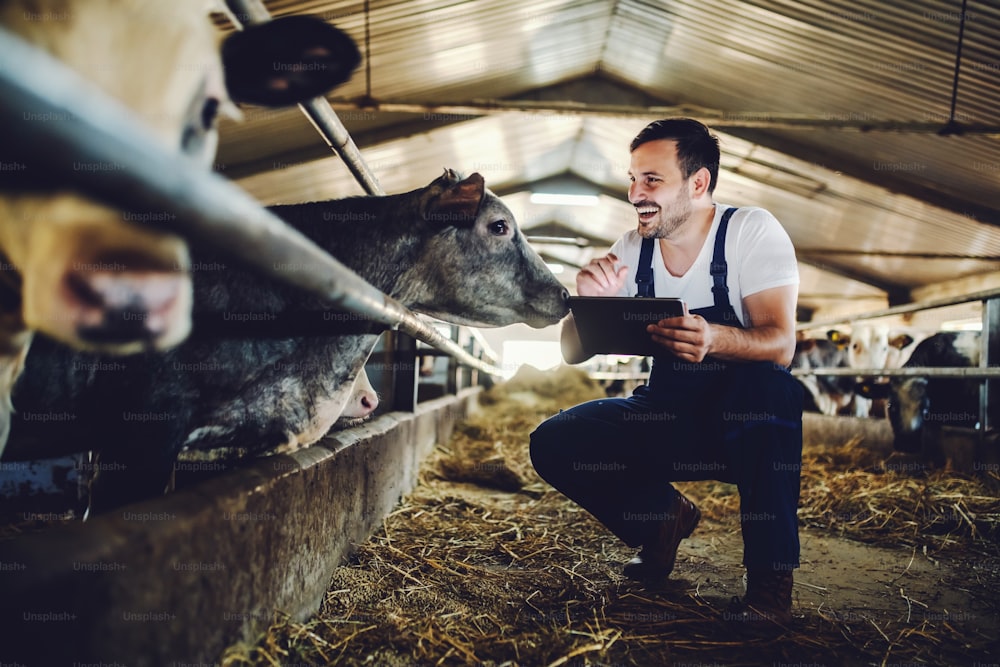 Bel contadino caucasico in generale accovacciato accanto al vitello, usando la compressa e sorridente. Interno stabile.