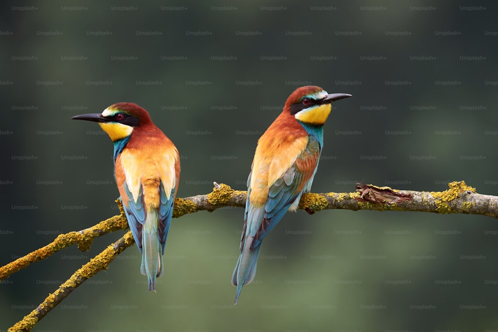 Deux guêpiers européens colorés (Merops apiaster) perchés sur une petite branche.