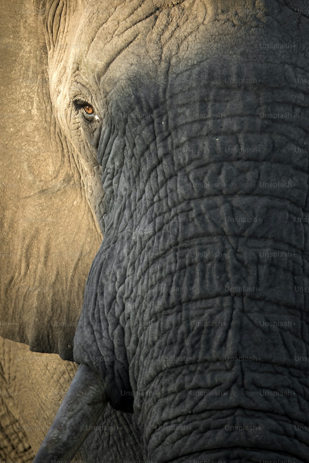 A close up portrait of an Elephant.
