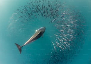 Ein Delfin im Sardinenlauf
